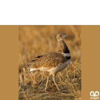 گونه زنگوله‌ بال Little Bustard